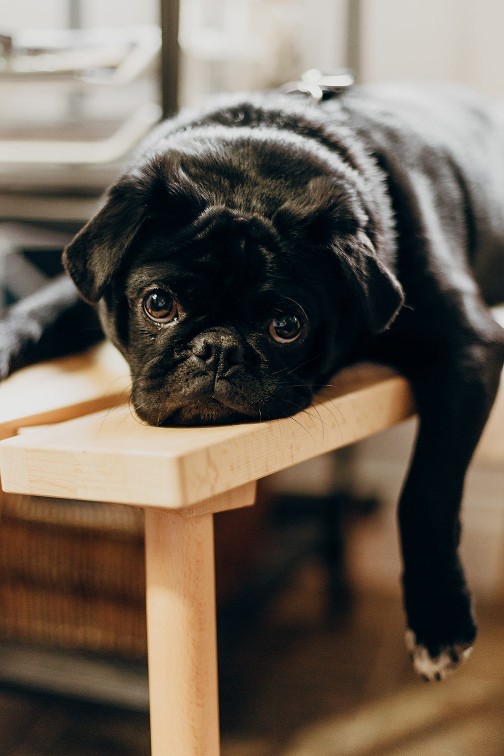 Bored dog photo by Priscilla Du Preez on Unsplash